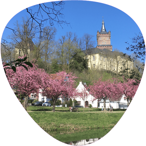 Schwanenburg Kleve mit Kirschblüten und Häusern davor bei strahlend blauem Himmel